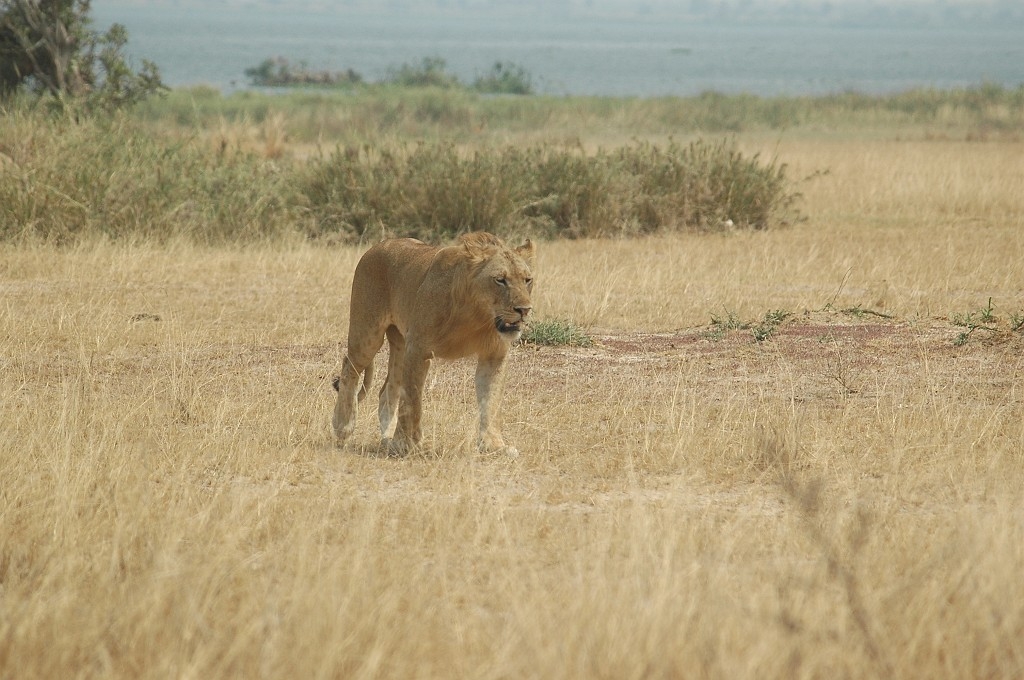 Dsc_254.jpg - Lion (Panthera leo), Uganda February 2005