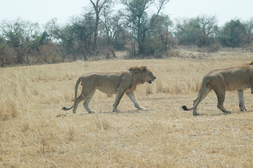 Dsc_258.jpg - Lion (Panthera leo),Uganda February 2005