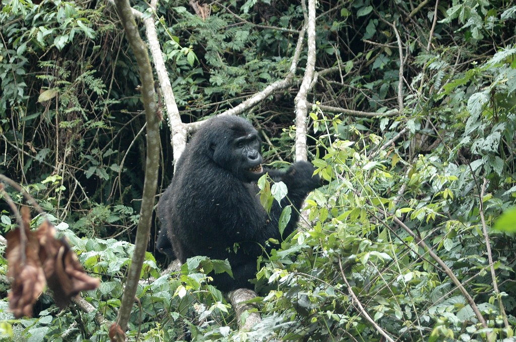 DSC_0046.JPG - Mountain Gorilla (Gorilla gorilla berengei), Buhoma Uganda March 2005