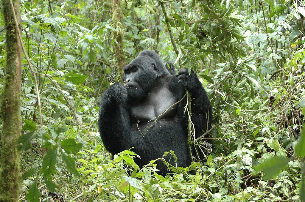 Dsc_0118.jpg - Mountain Gorilla (Gorilla gorilla berengei), Buhoma Uganda March 2005