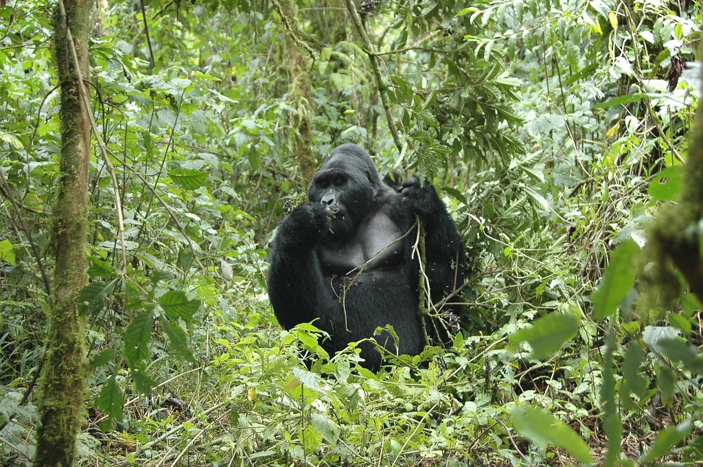 Dsc_0125.jpg - Mountain Gorilla (Gorilla gorilla berengei), Buhoma Uganda March 2005