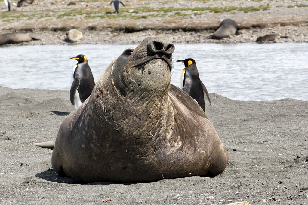 Fotos Mammals Antarctic Elephant Seal Elephant Seal.20081113 3979