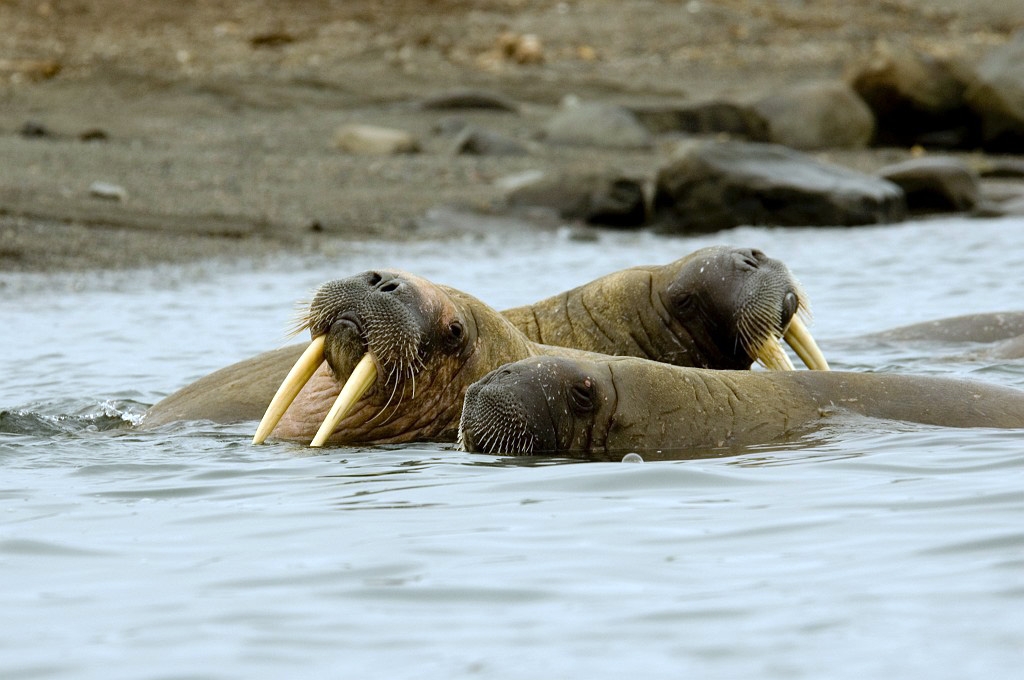 Fotos Mammals Europe Walrus (hvalros) 2507 Hvalros20