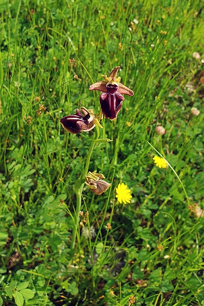 Ophrys sphegodes mammosa.20220504_095104.jpg