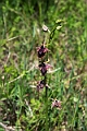 Ophrys sphegodes.202204maj_0044