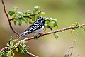 Black-and-white Warbler 20210627_0329