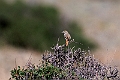 Asian Desert Warbler.202223jun_0814
