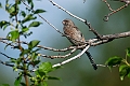 Long-tailed Rosefinch.202227jun_0908