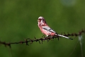 Long-tailed Rosefinch.202227jun_0994