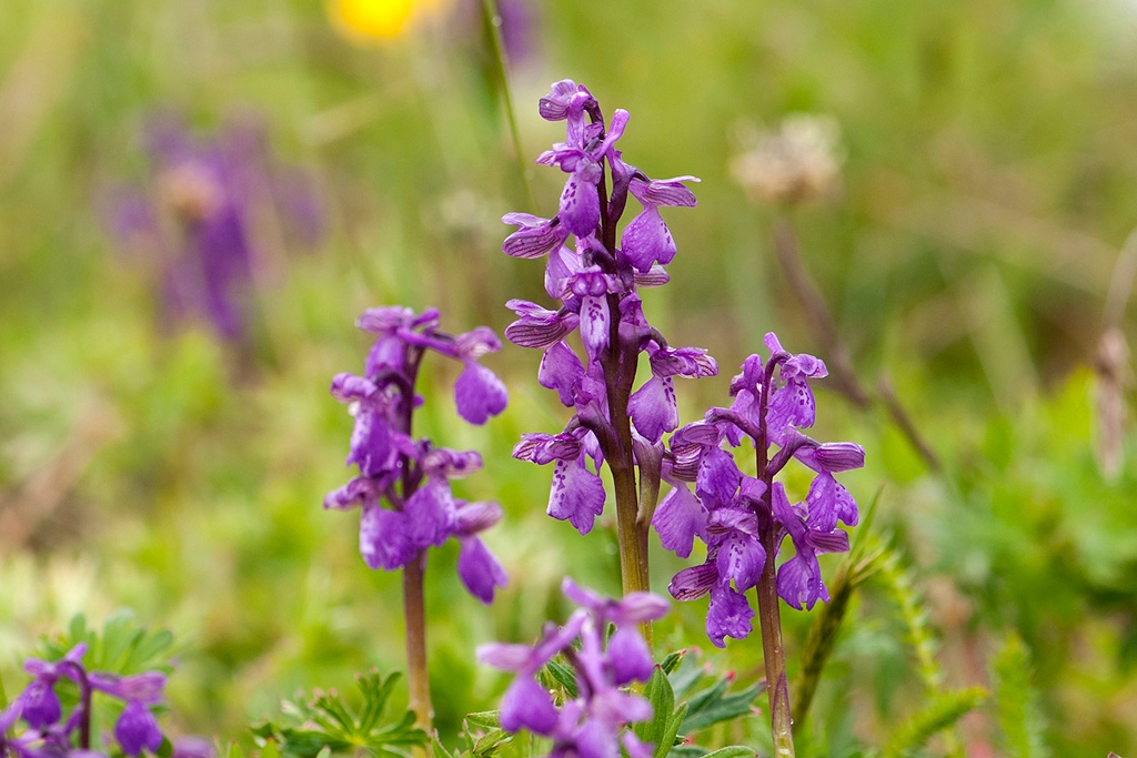 Green-winged Orchid.20100531_1296.jpg