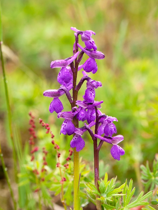 Green-winged Orchid.20100531_1299.jpg