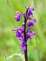Green-winged Orchid.20100531_1292