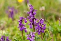 Green-winged Orchid.20100531_1296