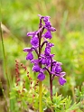 Green-winged Orchid.20100531_1299
