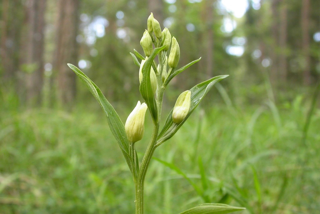 DSCN3620.JPG - White Helleborine (Cephalanthéra damasónium), Hvidgul skovlilje, Gotland Sweden.