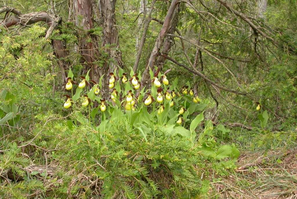 DSCN3405.JPG - Lady Slipper Orchid (Cypripédium calcéolus) Fruesko, Gotland 2004 Sweden.