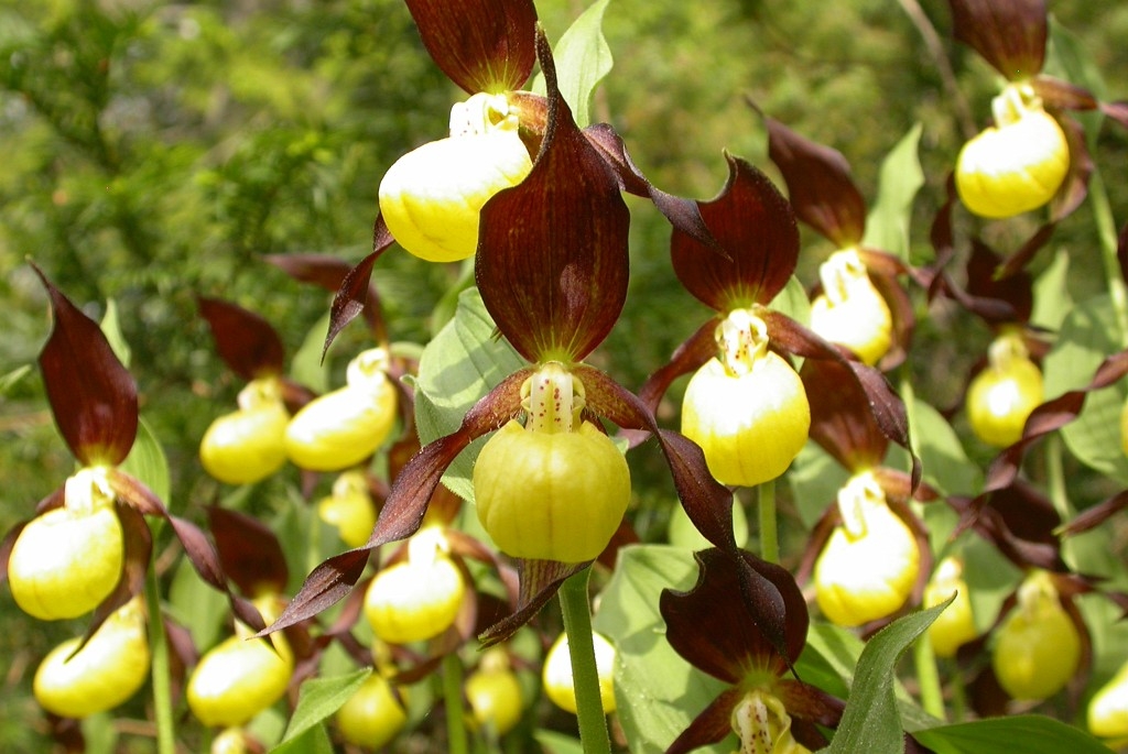 DSCN3438.JPG - Lady Slipper Orchid (Cypripédium calcéolus) Fruesko, Gotland 2004 Sweden.