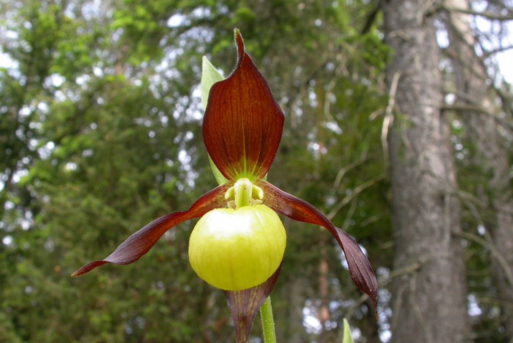 DSCN3448.JPG - Lady Slipper Orchid (Cypripédium calcéolus) Fruesko, Gotland 2004 Sweden.