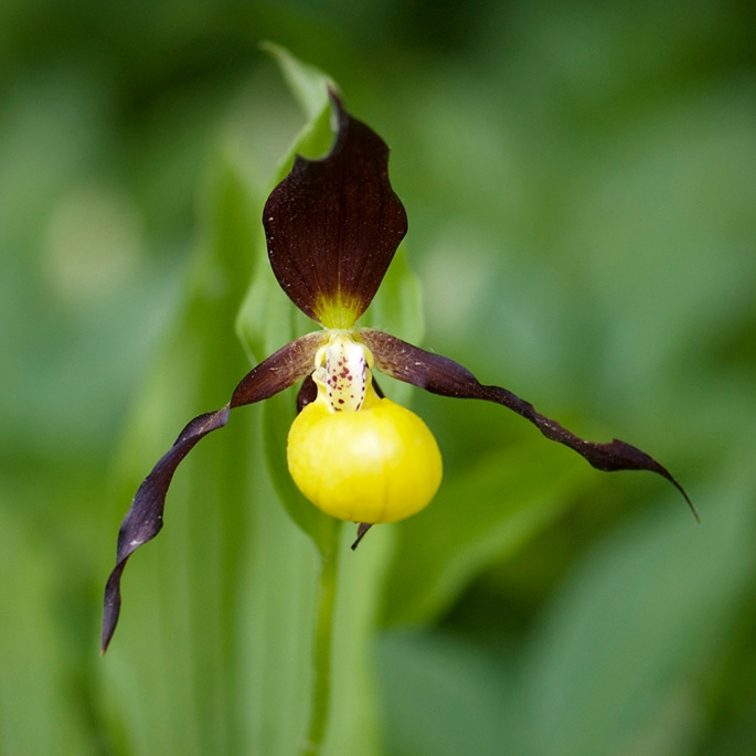 Fruesko.29maj2009_2248.jpg - Lady Slipper Orchid (Cypripédium calcéolus) Fruesko, Öland Sweden.