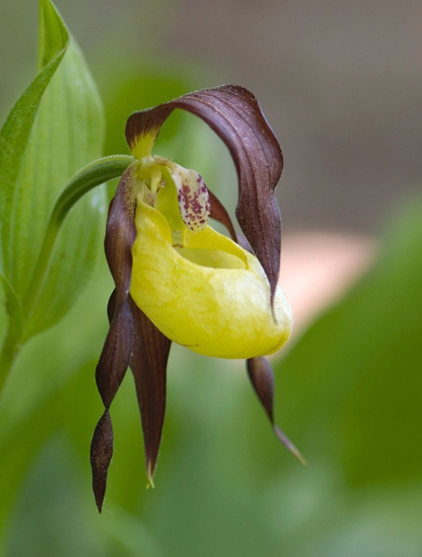 Fruesko_SWE5203a.jpg - Lady Slipper Orchid (Cypripédium calcéolus) Fruesko, Öland Sweden.