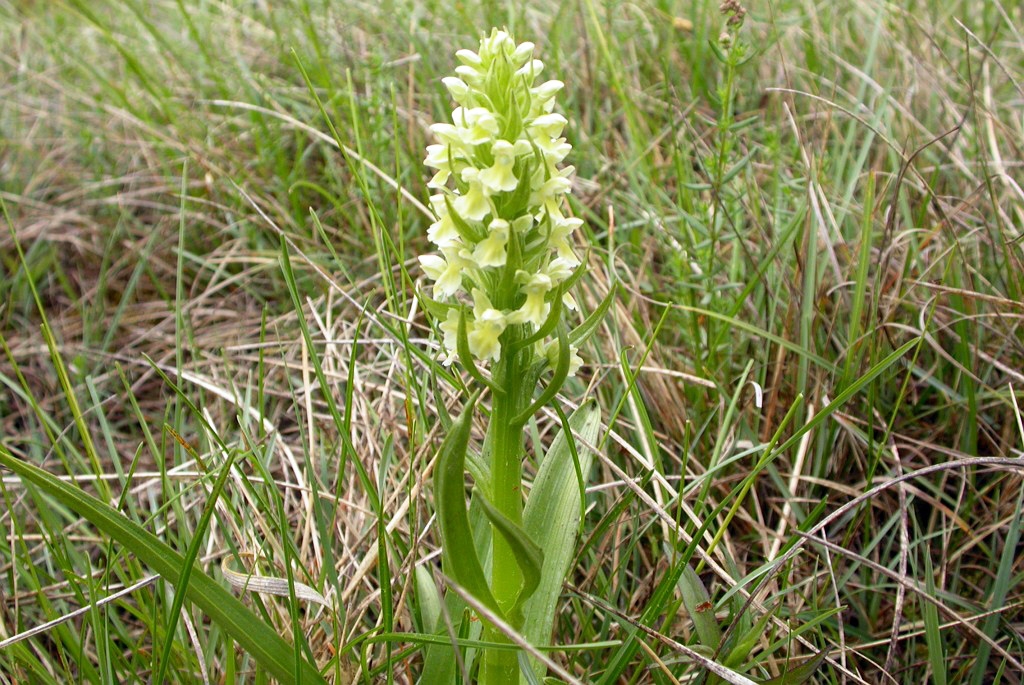 DSCN3561.JPG - Early March Orchid (Dactylorhiza incarnáta ochroléuca) Hvidgul Gøgeurt, Gotland Sweden.