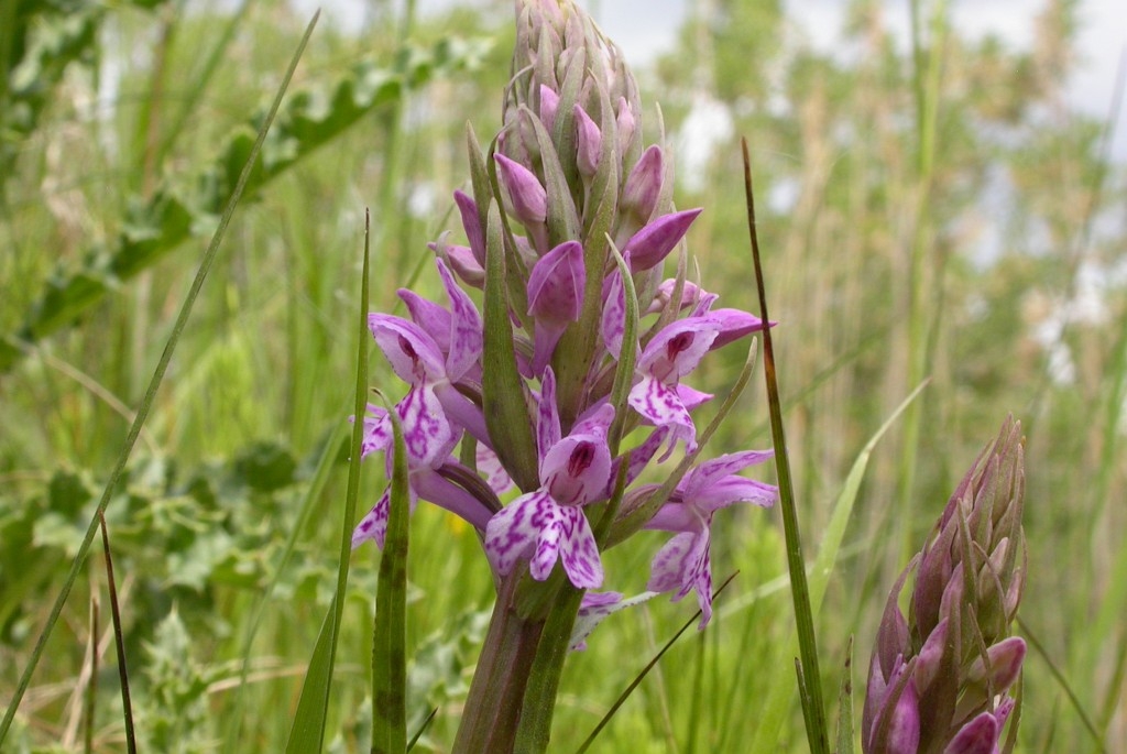 DSCN3387.JPG - Common Spotted Orchid (Dactylorhíza maculáta fúchsii) Skov-gøgeurt, Gotland Sweden.