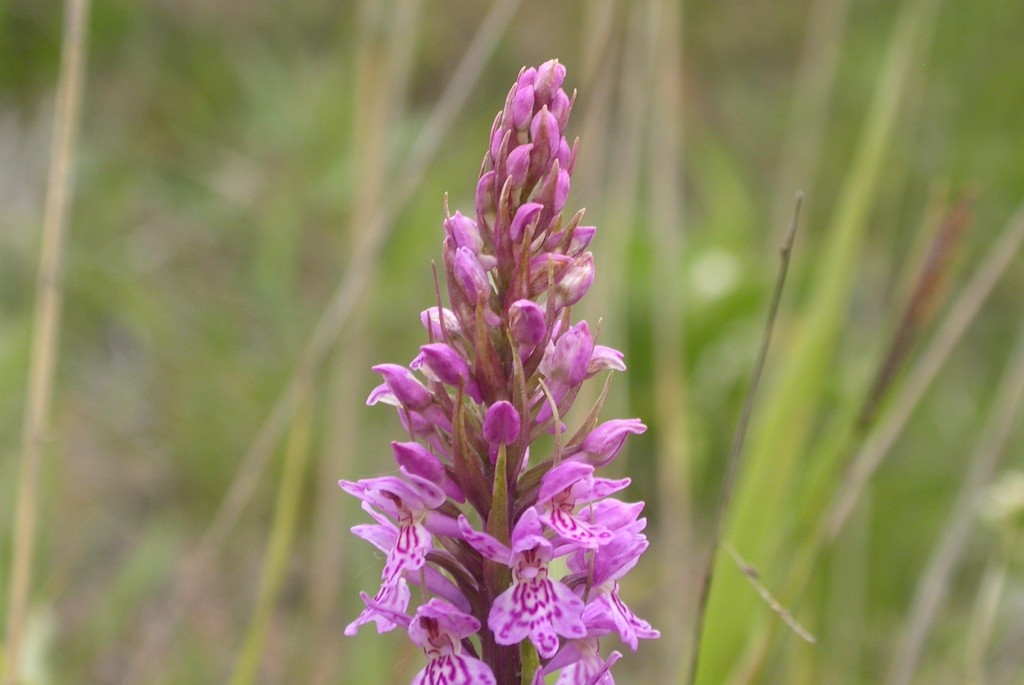 DSCN3392.JPG - Common Spotted Orchid (Dactylorhíza maculáta fúchsii) Skov-gøgeurt, Gotland Sweden.