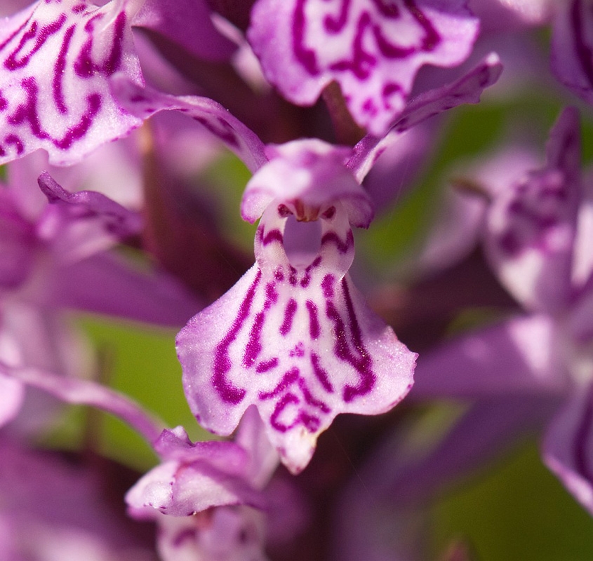 Skov-gogeurt_SWE5342.jpg - Common Spotted Orchid (Dactylorhíza maculáta fúchsii) Skov-gøgeurt, Gotland Sweden.