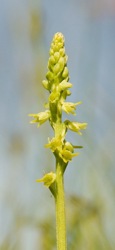 Pukkellabe_SWE5316.jpg - Musk Orchid (Hermínium monórchis) Pukkellæbe, Öland Sweden.