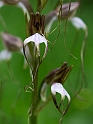 Himantoglossum comperianum_DSC7350