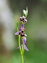 Ophrys homeri_DSC7359