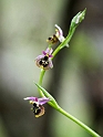 Ophrys homeri_DSC7368
