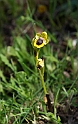 Ophrys luteo lutea_DSC6481