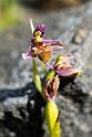 Ophrys scolopax minutula_DSC7071