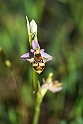 Ophrys scolopax minutula_DSC7085