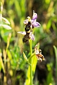 Ophrys scolopax minutula_DSC7110