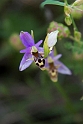 Ophrys scolopax minutula_DSC7118