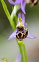 Ophrys scolopax minutula_DSC7309