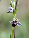 Ophrys scolopax schegifera.20120415_9005