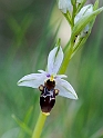 Ophrys scolopax schegifera.20120415_9013