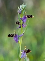 Ophrys scolopax schegifera.20120415_9036