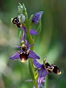 Ophrys scolopax schegifera.20120415_9042