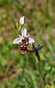 Ophrys scolopax schegifera_DSC6466