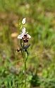 Ophrys scolopax schegifera_DSC6471