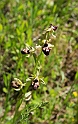 Ophrys sphegodes atrata (incubacea)_DSC6428