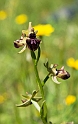 Ophrys sphegodes atrata (incubacea)_DSC6433