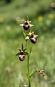 Ophrys sphegodes atrata (incubacea)_DSC6452