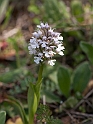 Orchis conica.20120415_9009