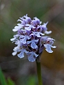 Orchis conica.20120415_9019