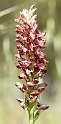 Orkide.30apr2008_0900